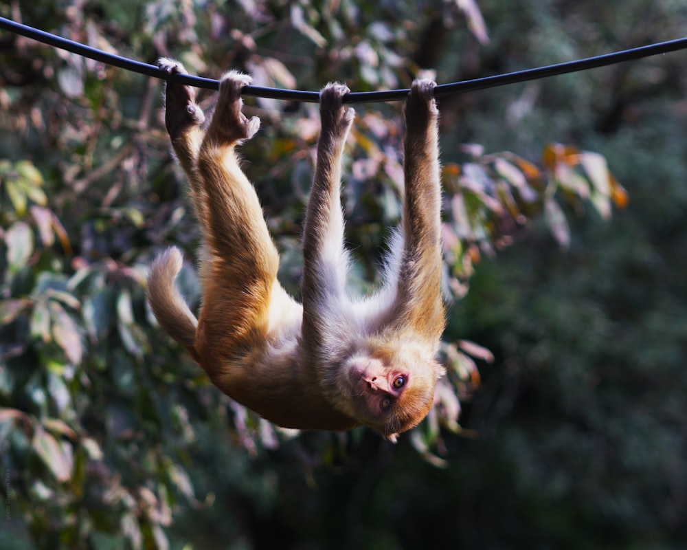 monkey hanging on rope during daytime