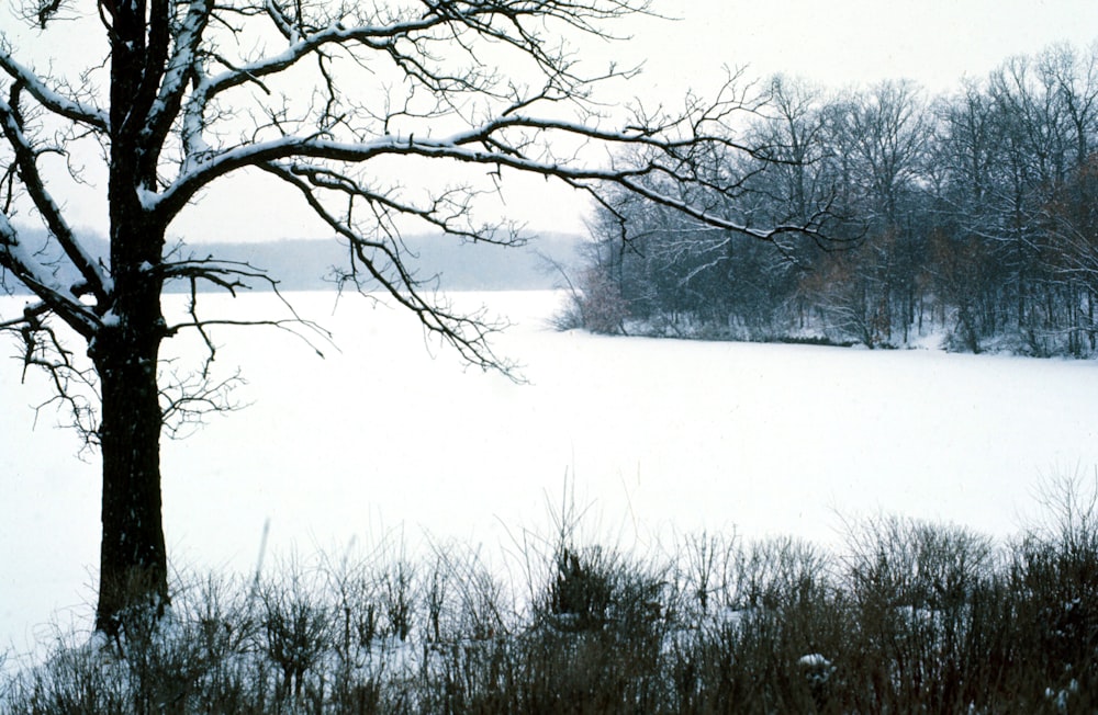 leafless trees on snow covered ground