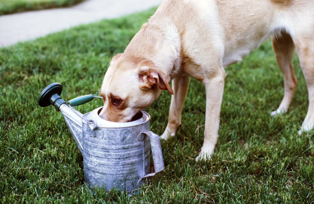 brown short coated dog on gray steel bucket