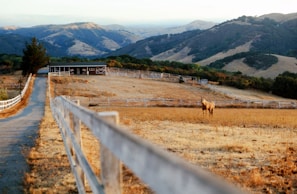 A rural landscape features a long driveway bordered by wooden fences leading to a distant barn. A lone horse stands in a dry, grassy field. Surrounding the scene are rolling hills with patches of trees and brush.