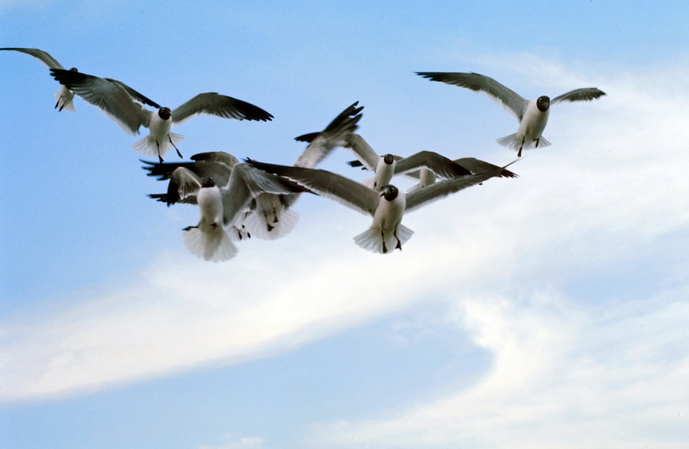 flock of white and black birds flying under white clouds during daytime