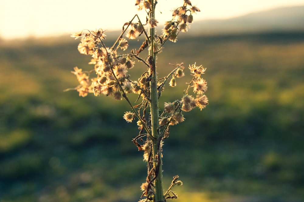 white flower in tilt shift lens