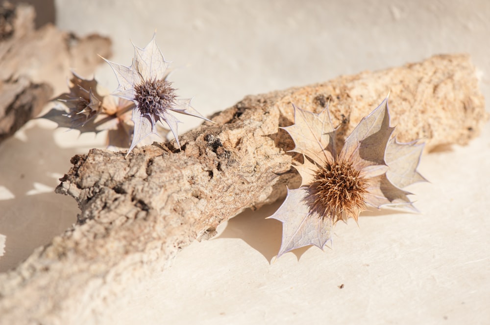 brown plant on brown rock