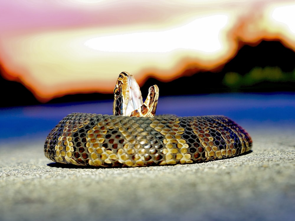 Serpiente marrón y negra sobre piso de concreto gris durante la puesta de sol