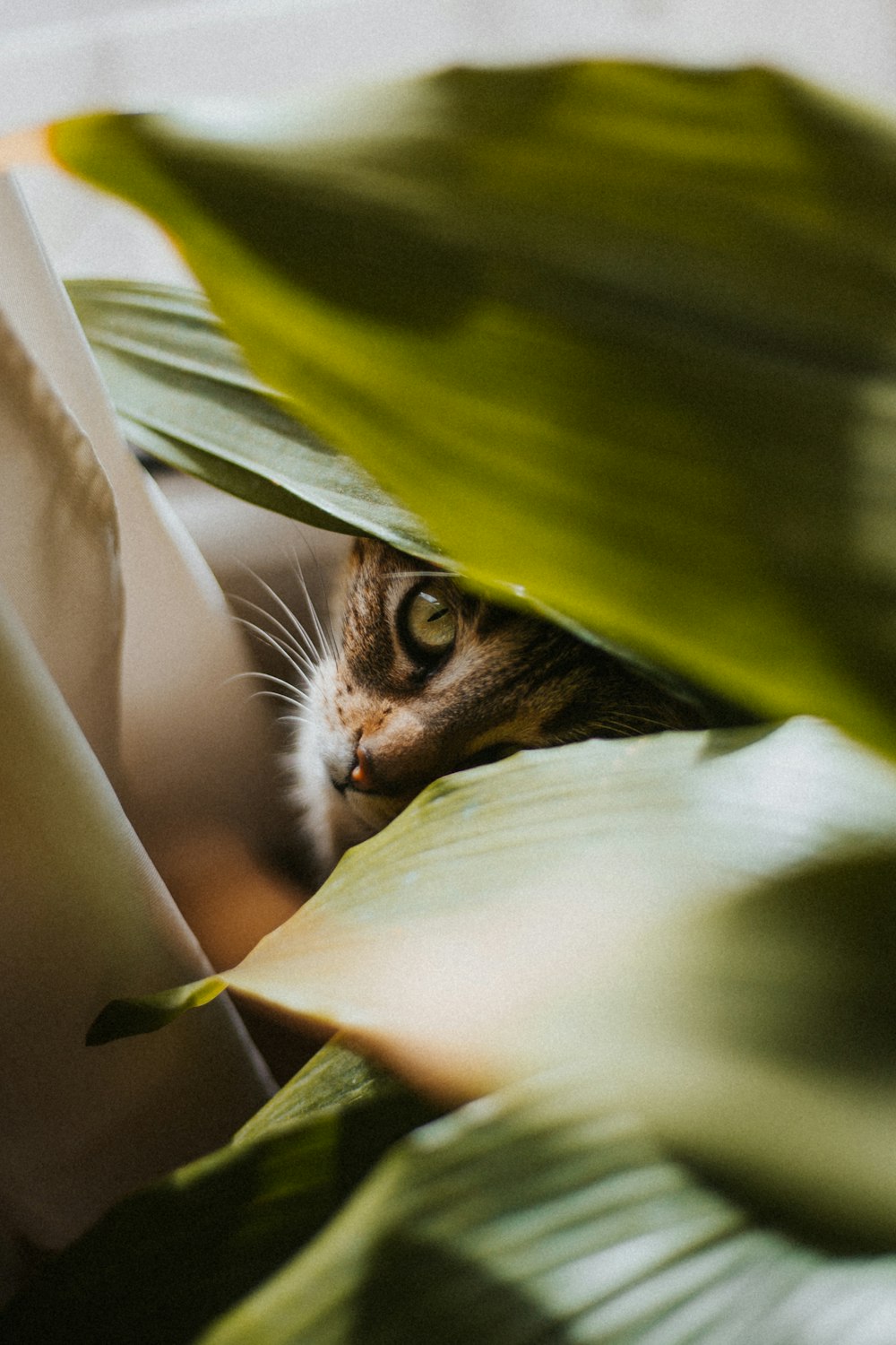 brown tabby cat hiding behind green leaf