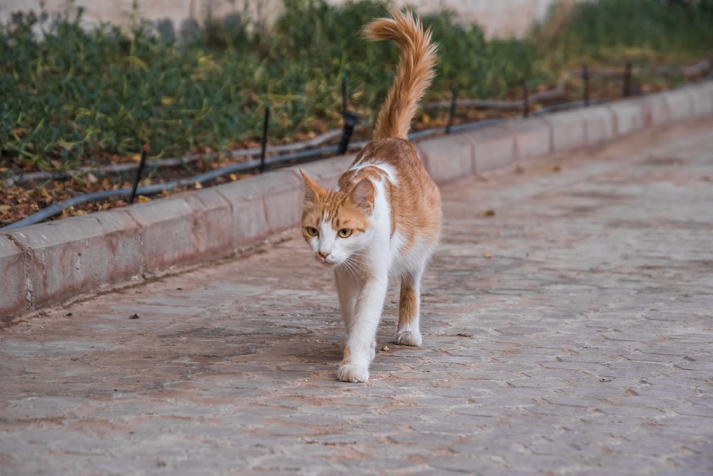 orange and white cat walking on gray concrete road during daytime