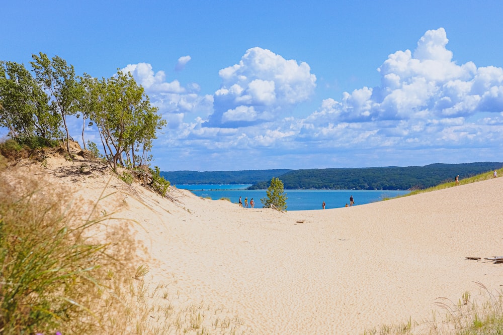 grüner Baum am weißen Sandstrand tagsüber