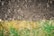 A close-up view of two distinct textures and colors: the top half shows dark brown mulch while the bottom half consists of light green and yellow grass. The contrast between the neat, uniform wood chips and the irregular pattern of the grass suggests a border between landscaped and natural areas.