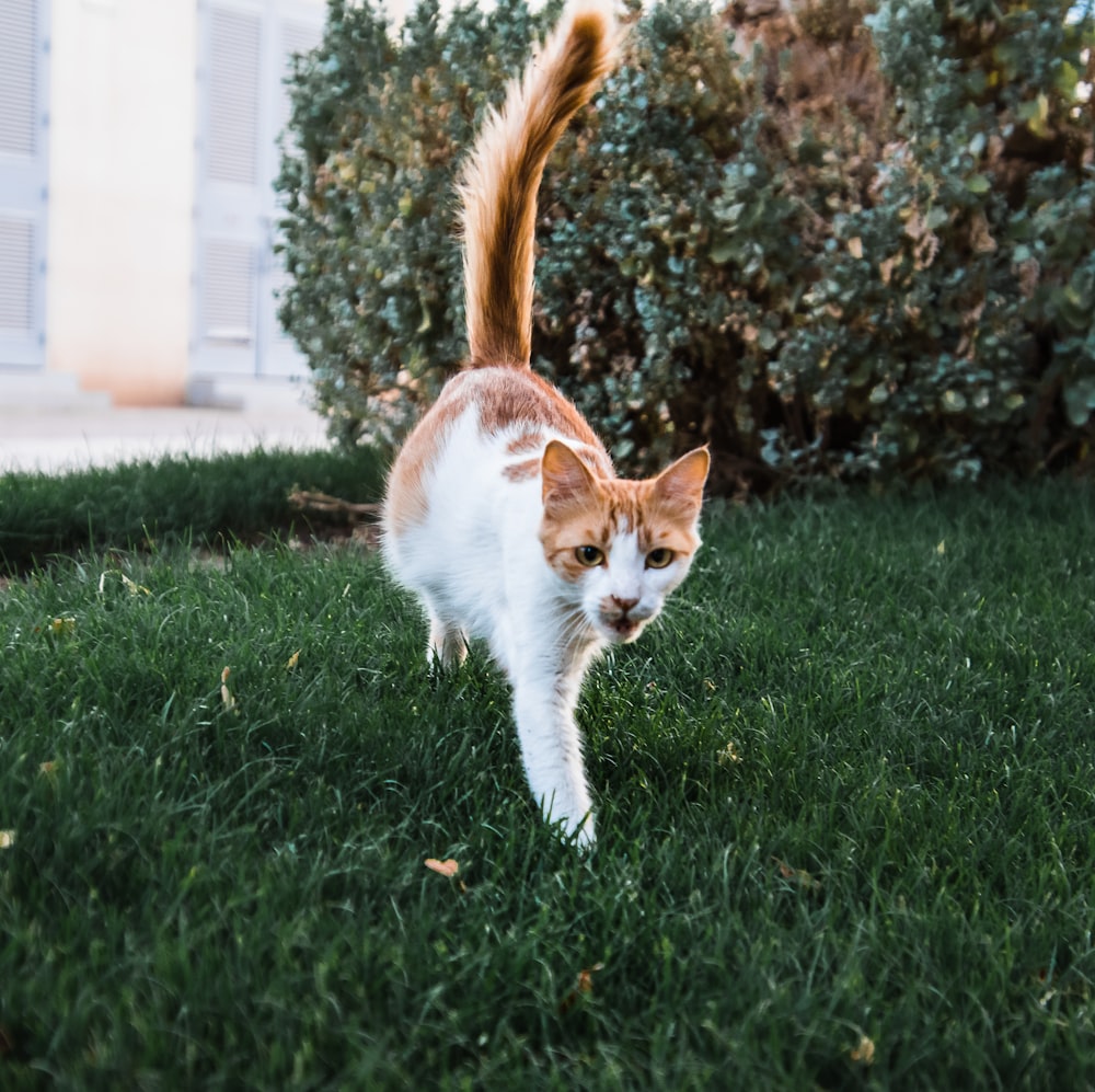 orange and white cat walking on green grass during daytime