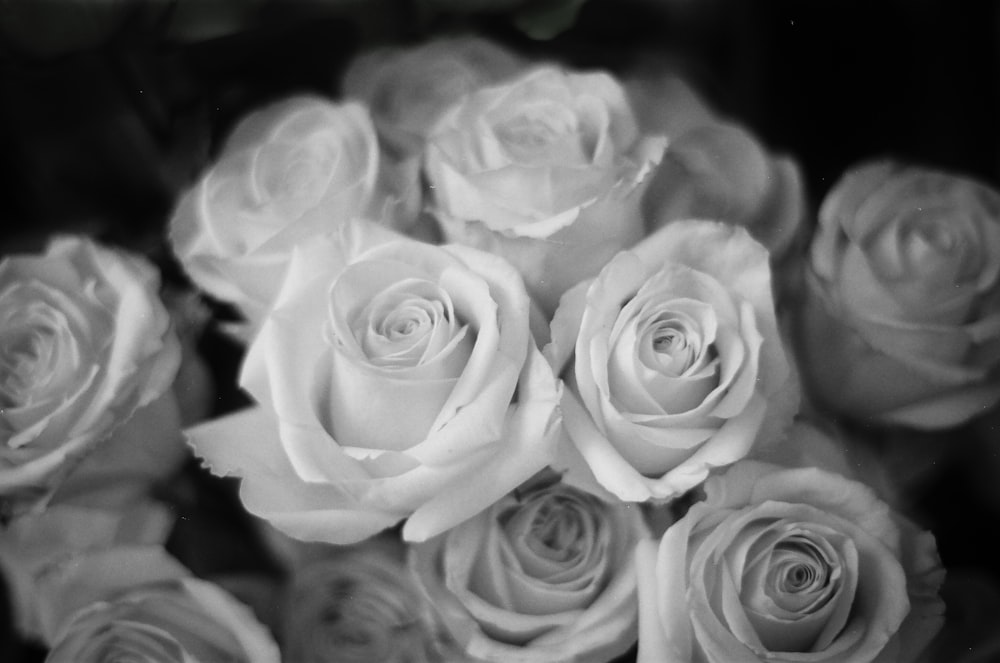 white roses in close up photography