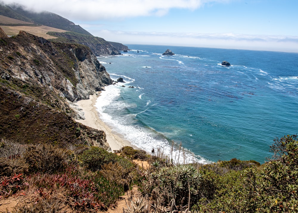 green grass on brown sand beach during daytime