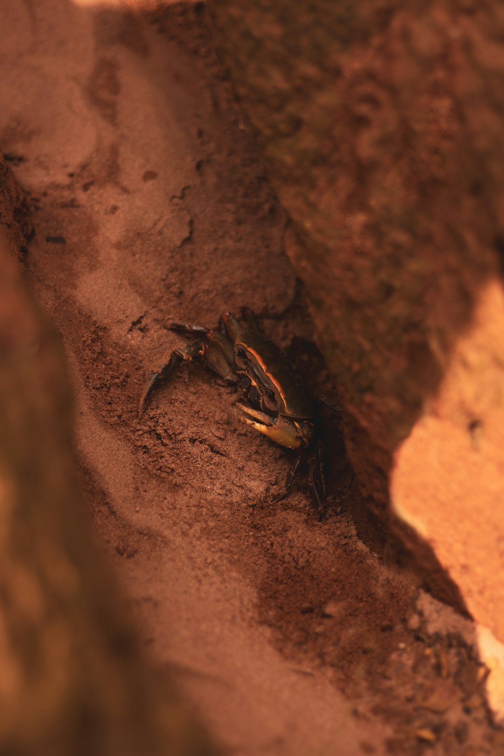 brown and black crab on brown sand