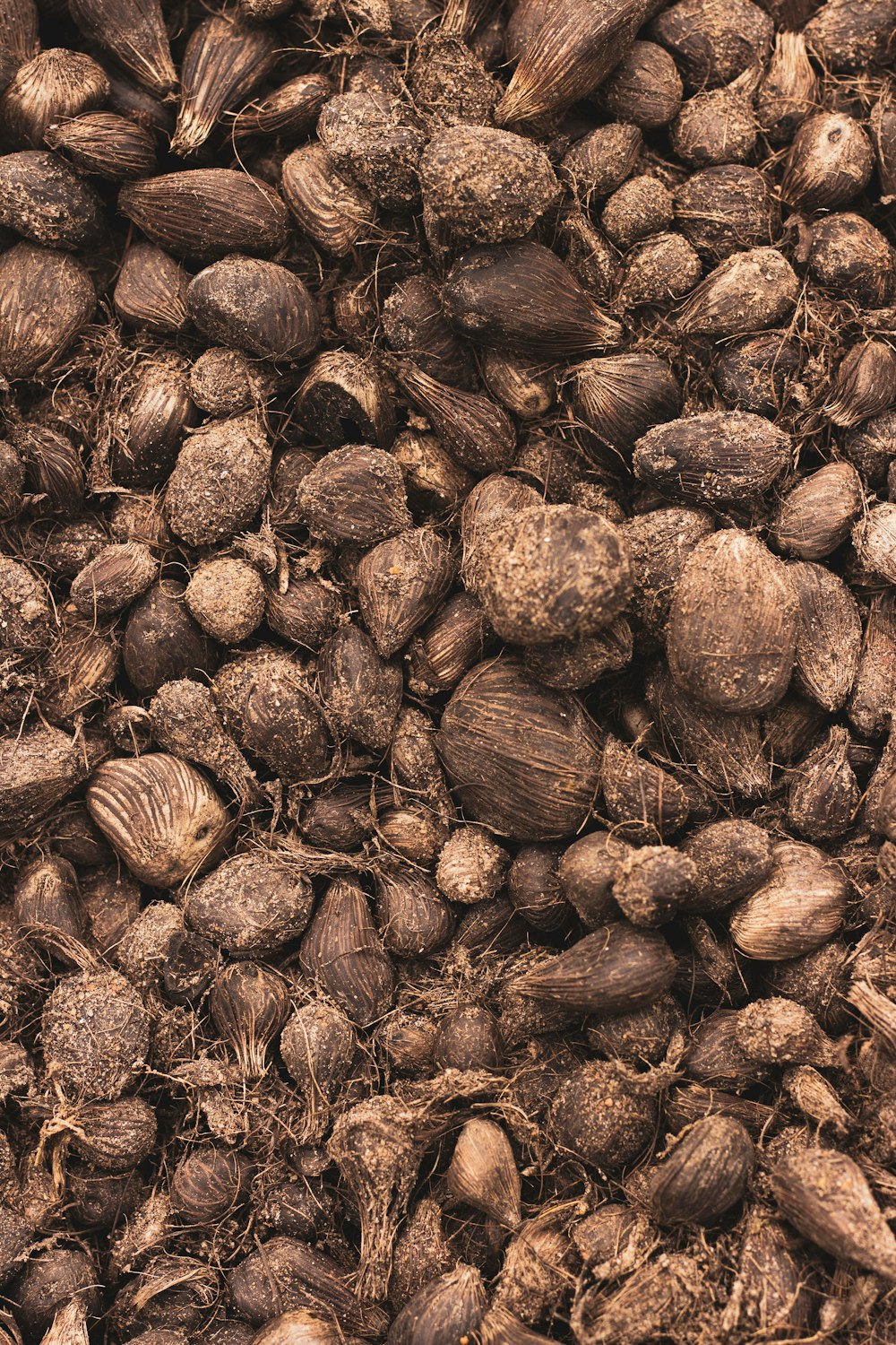 brown and black dried leaves