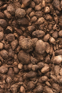 A pile of dark brown coconuts or similar fruits with fibrous husks are closely packed together. The texture is rough, and some of the surfaces appear to have soil or dirt on them.