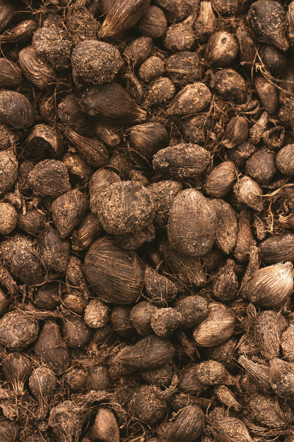 brown and black dried leaves