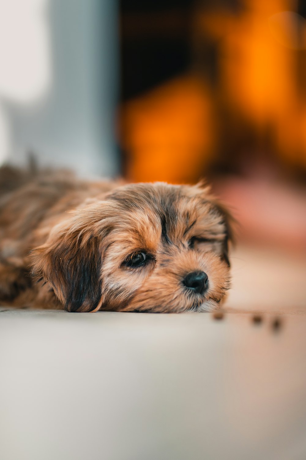 brown and black long coated small dog lying on white textile