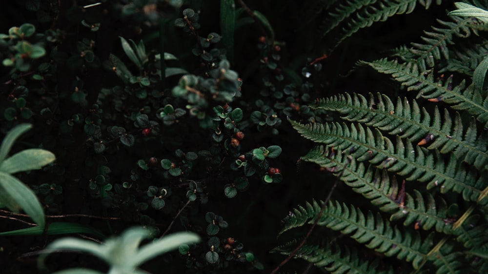 green fern plant with water droplets