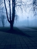 leafless tree on gray concrete pavement