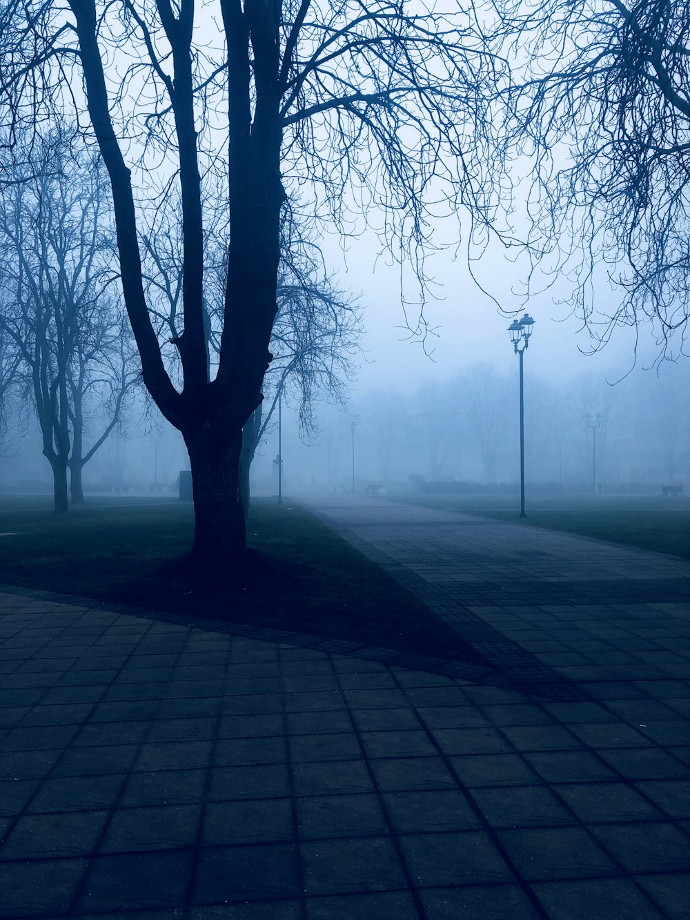 leafless tree on gray concrete pavement