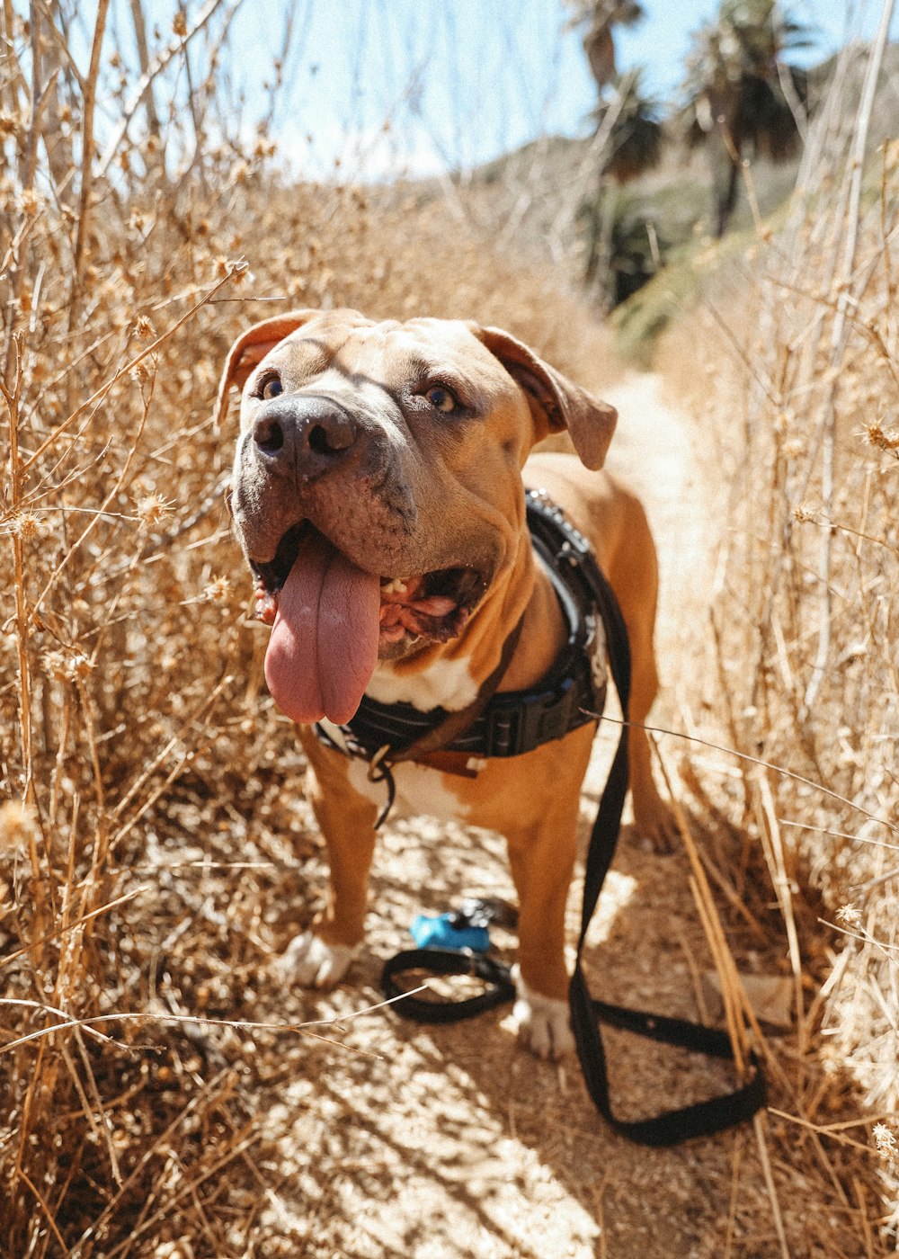 brown and white american pitbull terrier mix on brown grass field during daytime