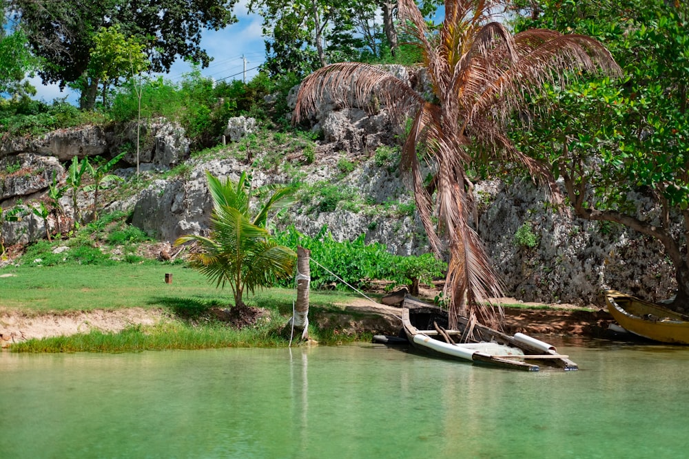 white boat on green grass near brown tree during daytime