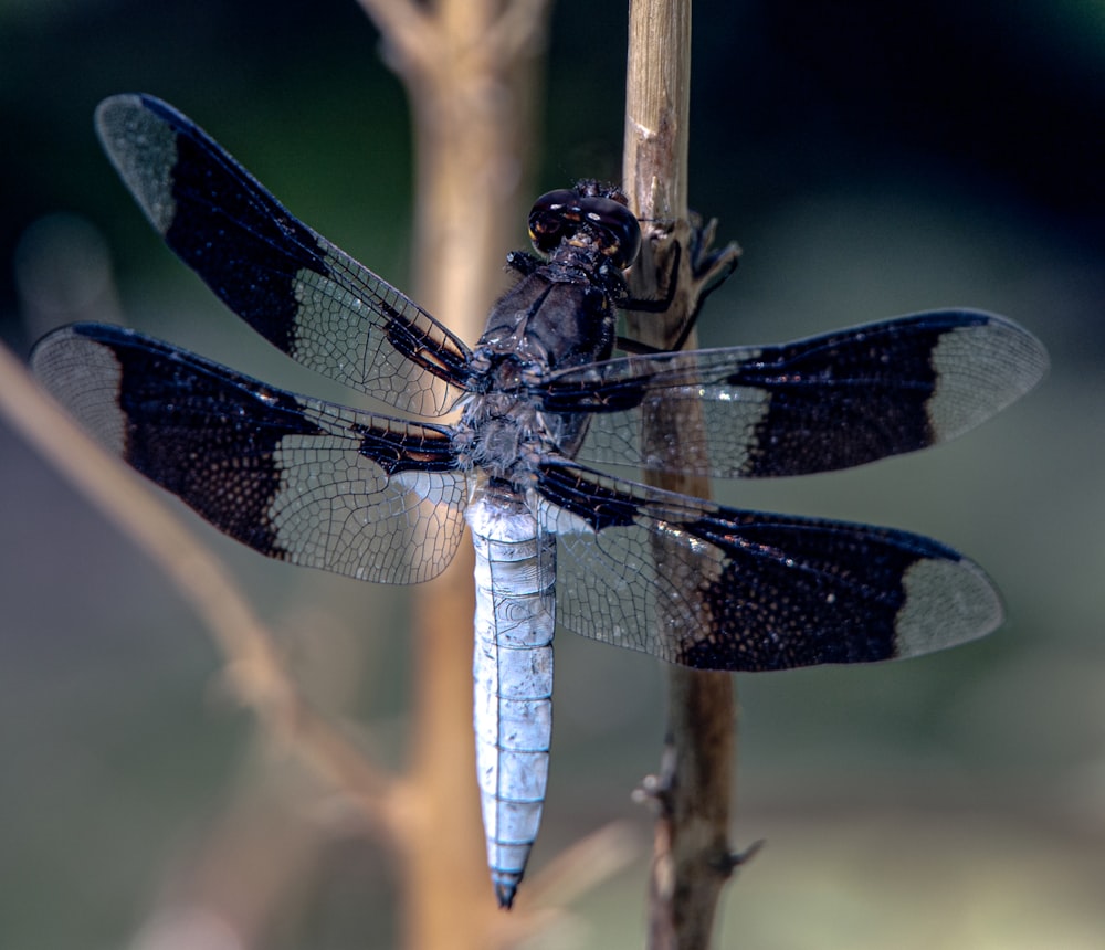 blue and white dragonfly perched on brown stem in close up photography during daytime