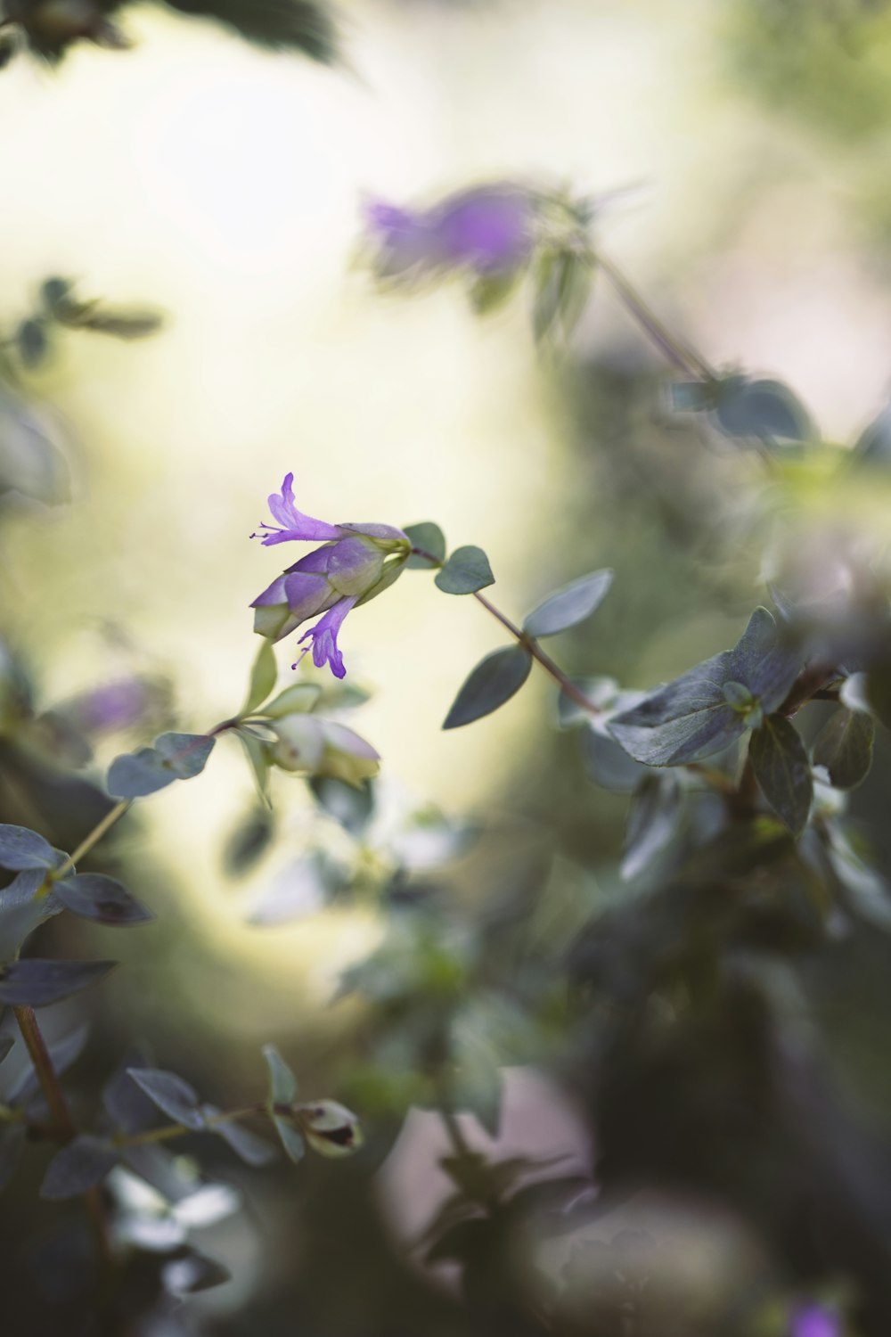 Flor púrpura y blanca en lente de cambio de inclinación
