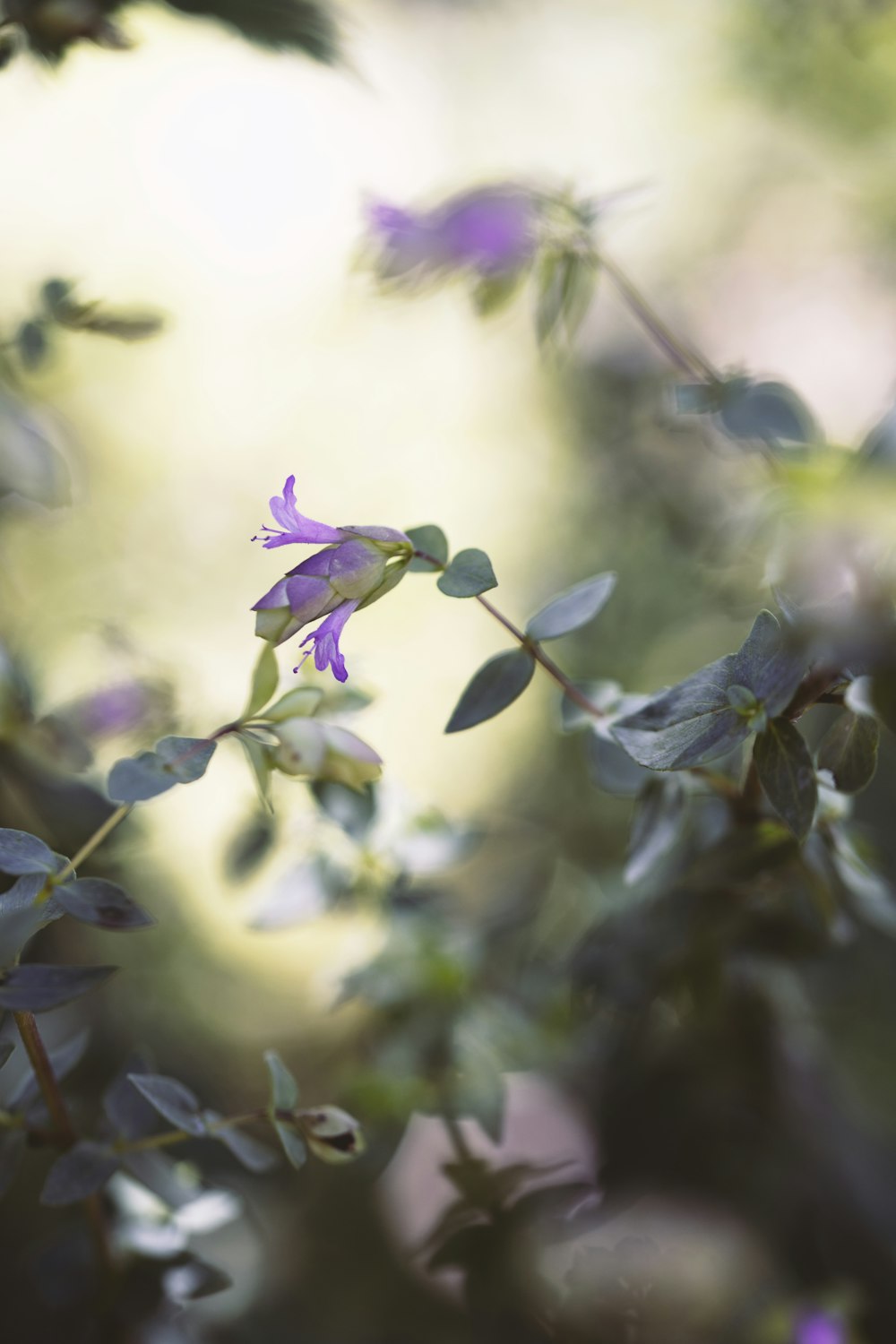 purple and white flower in tilt shift lens