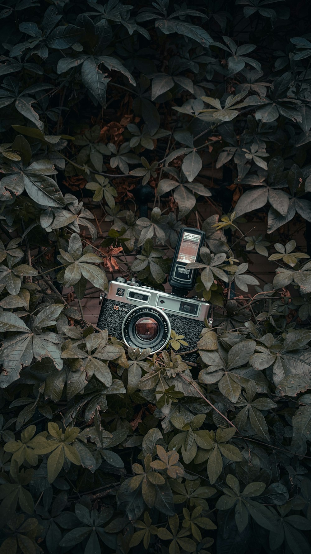 black and silver camera on brown leaves