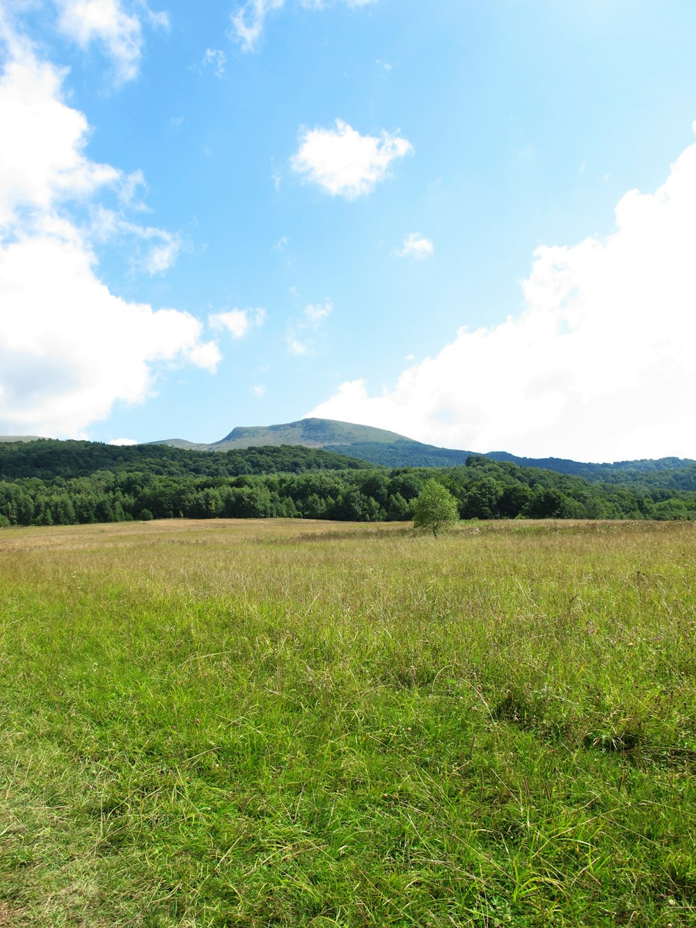 a grassy field with a mountain in the background