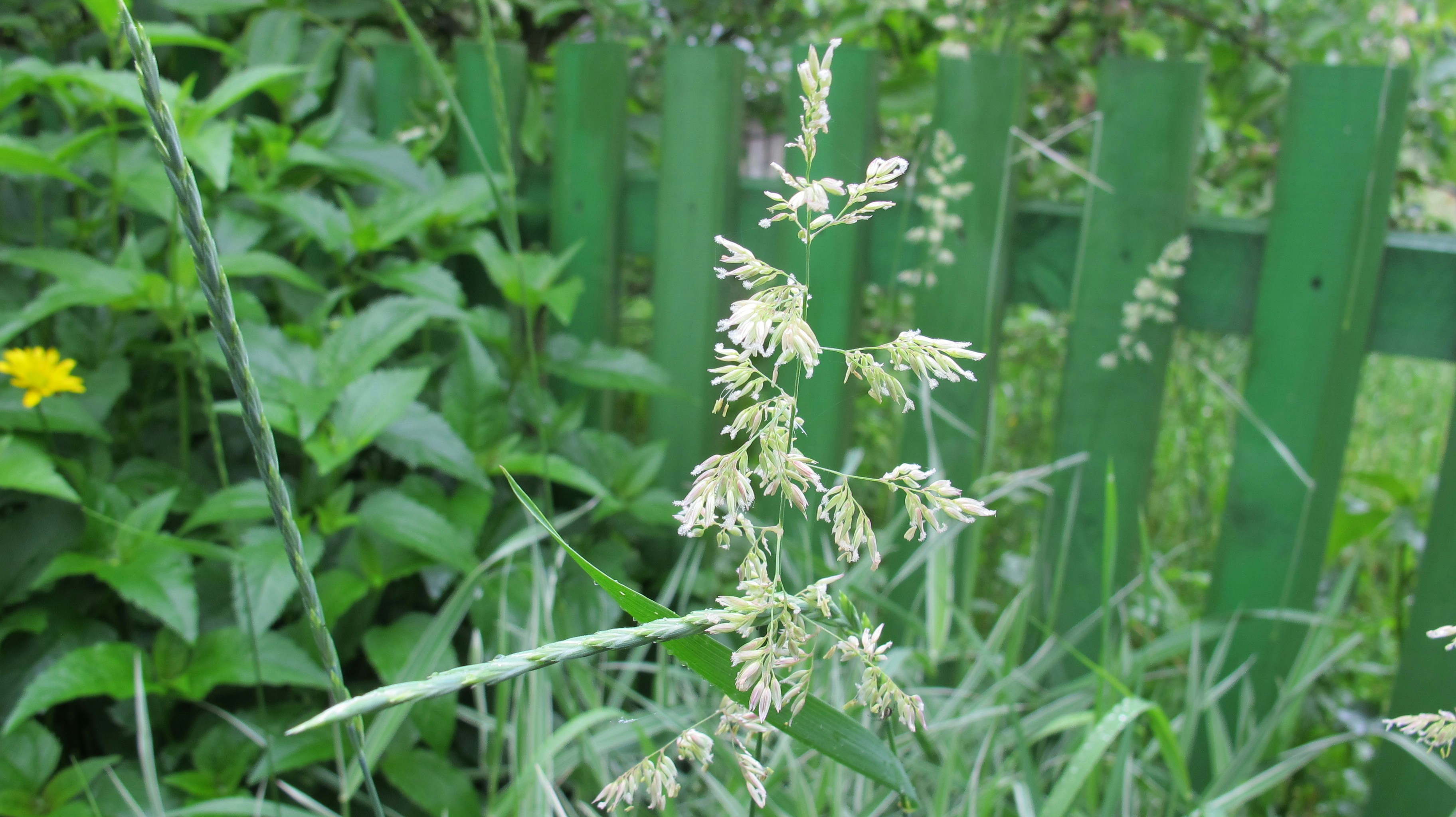 a close up of a plant near a fence