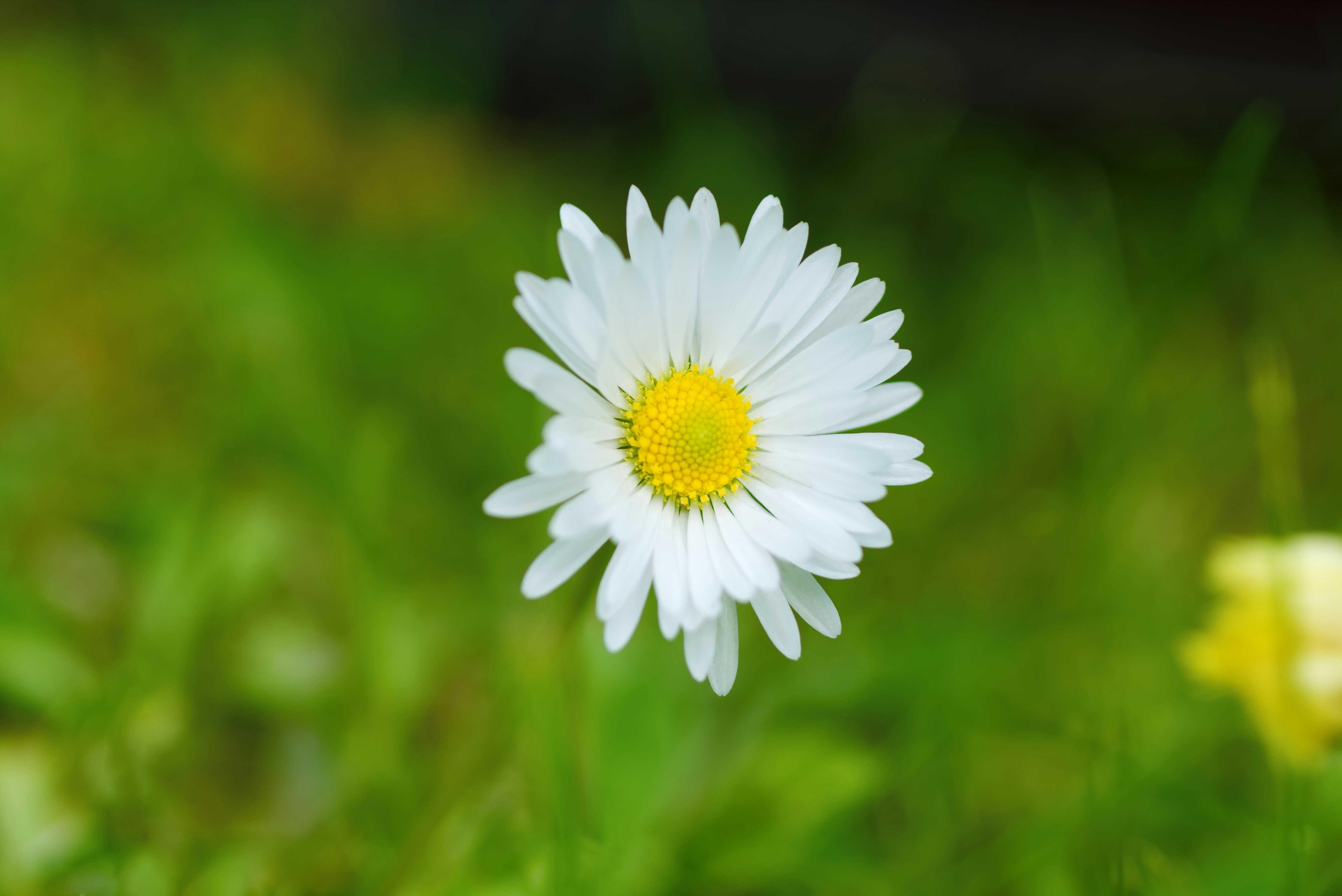 Photo by marek_ruczaj