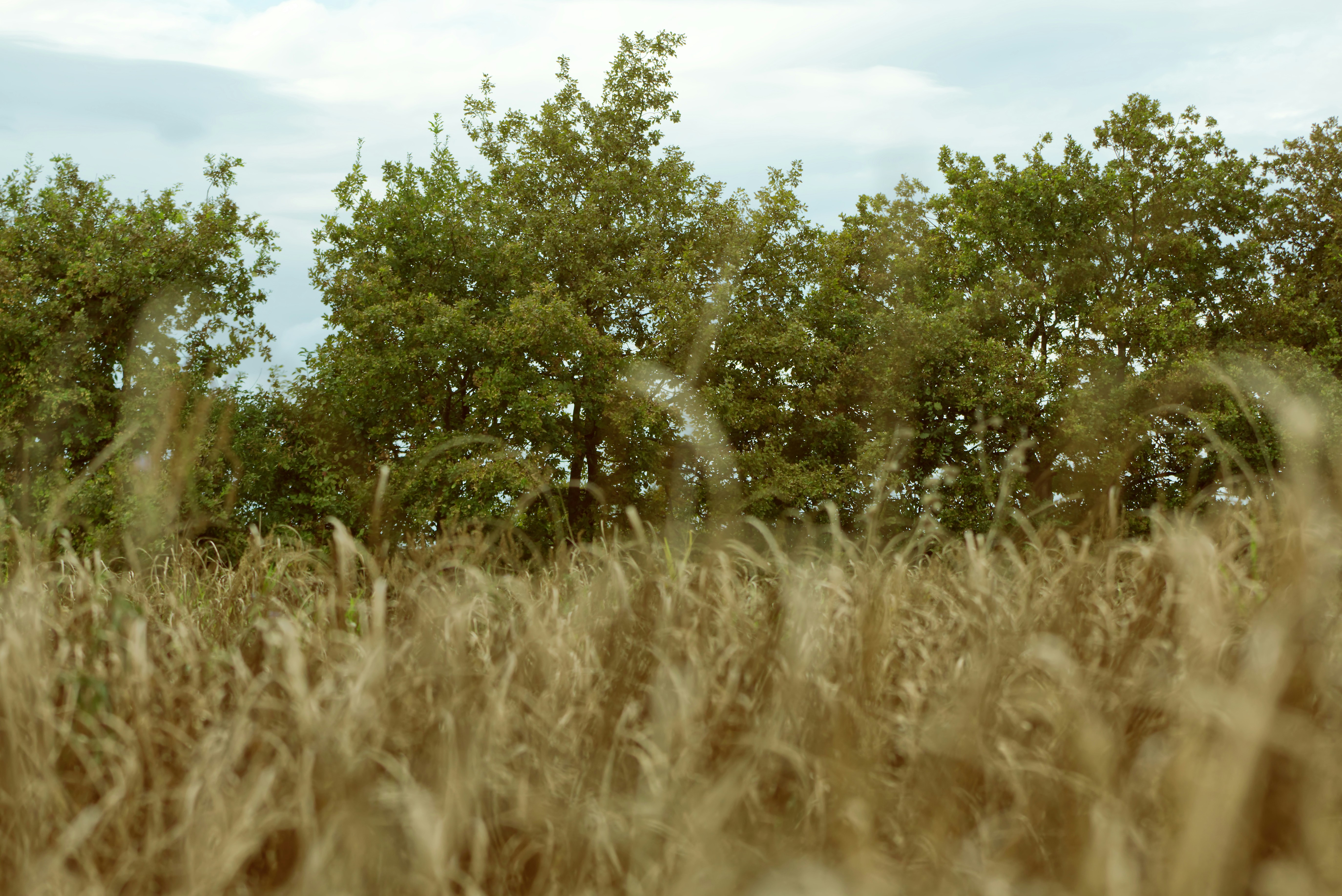 Photo by marek_ruczaj