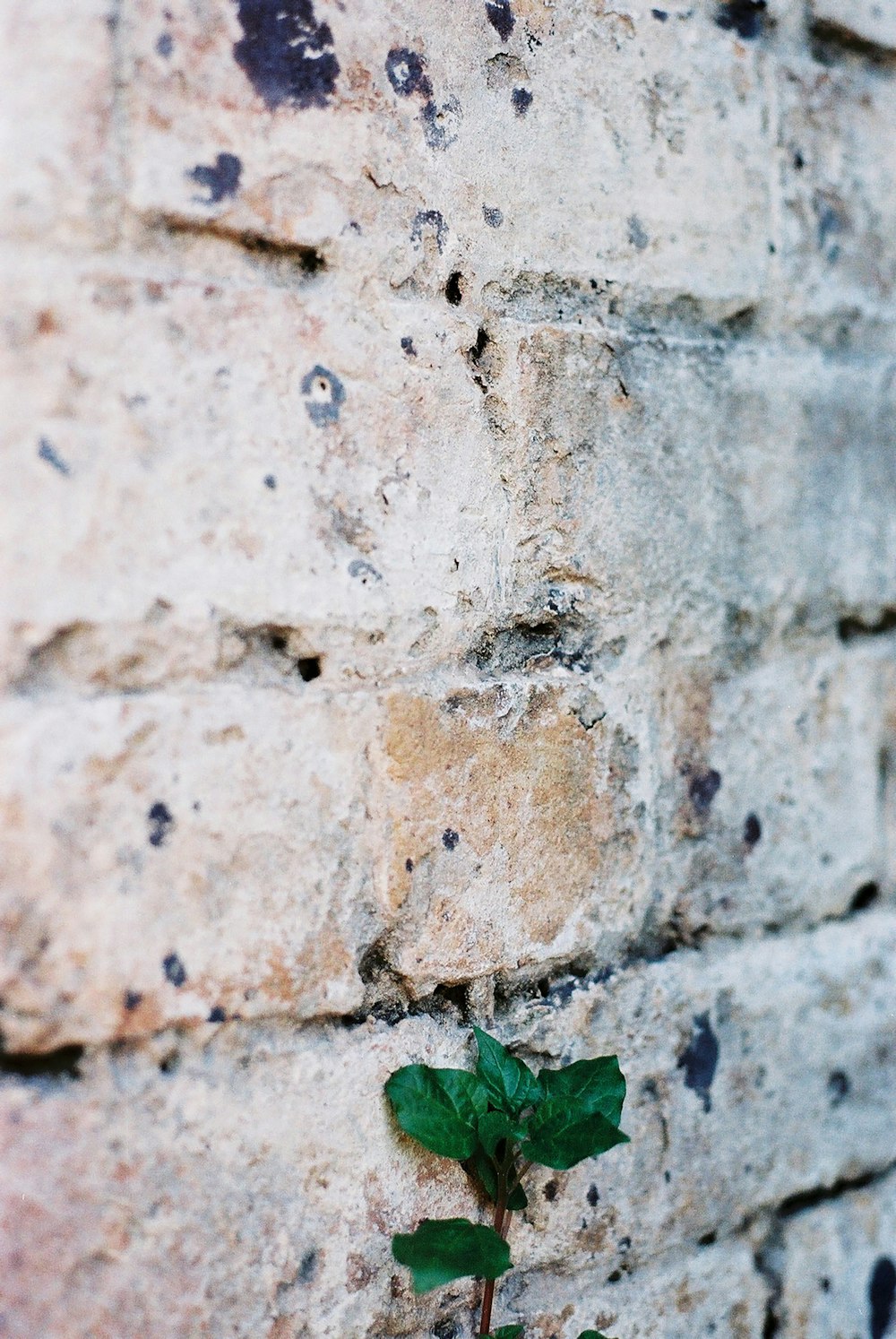 Grünes Blatt auf brauner Betonwand