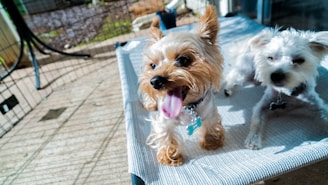 Two small dogs with shaggy fur are resting on a mesh fabric elevated bed outdoors. One dog is panting with its tongue out, while the other sits calmly beside it. The background features a fenced area with some greenery.