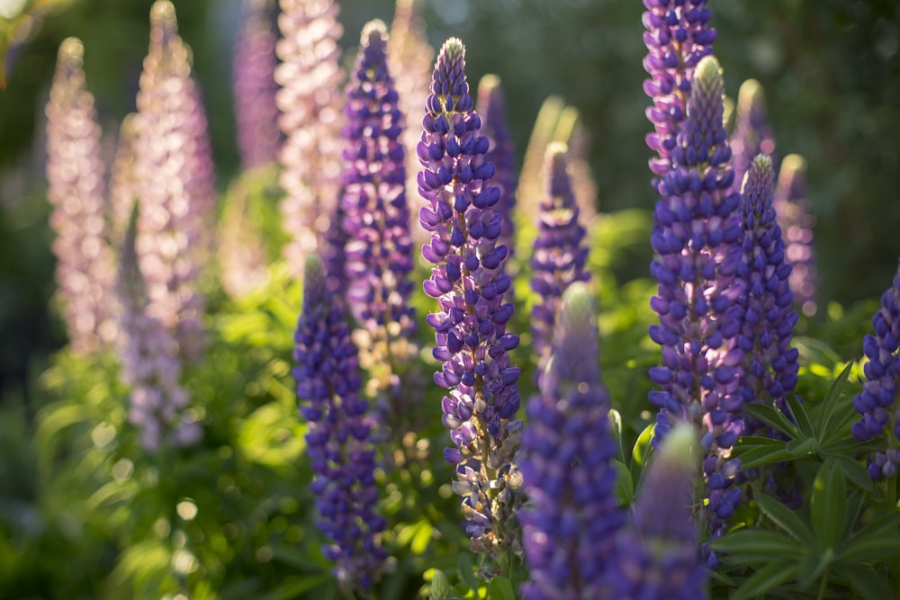 purple flowers in tilt shift lens