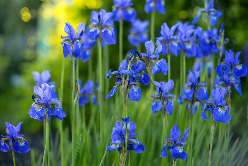 blue flowers with green leaves