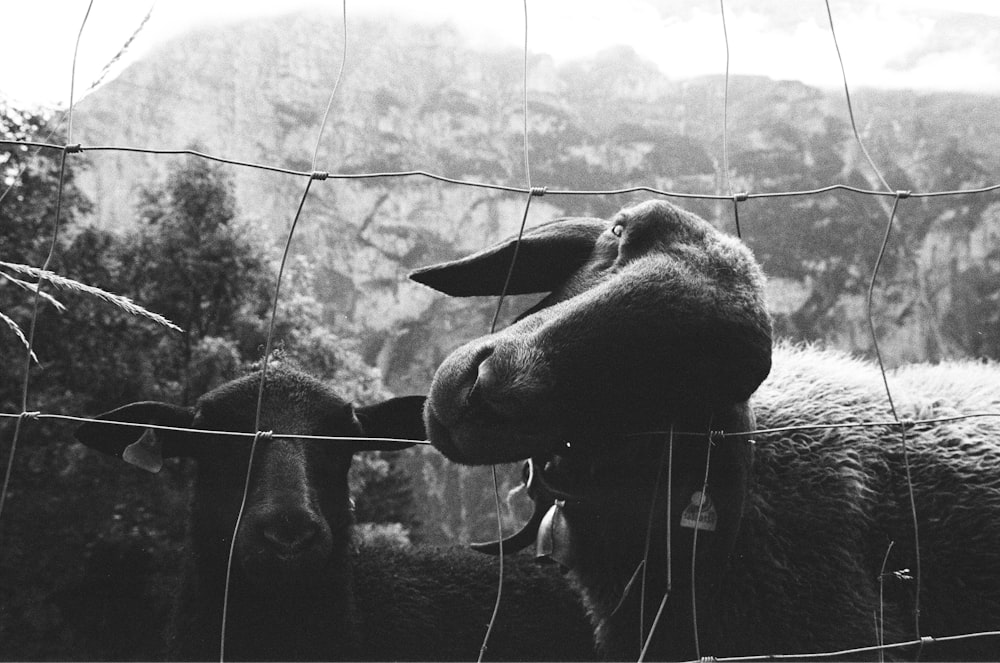 grayscale photo of a horse