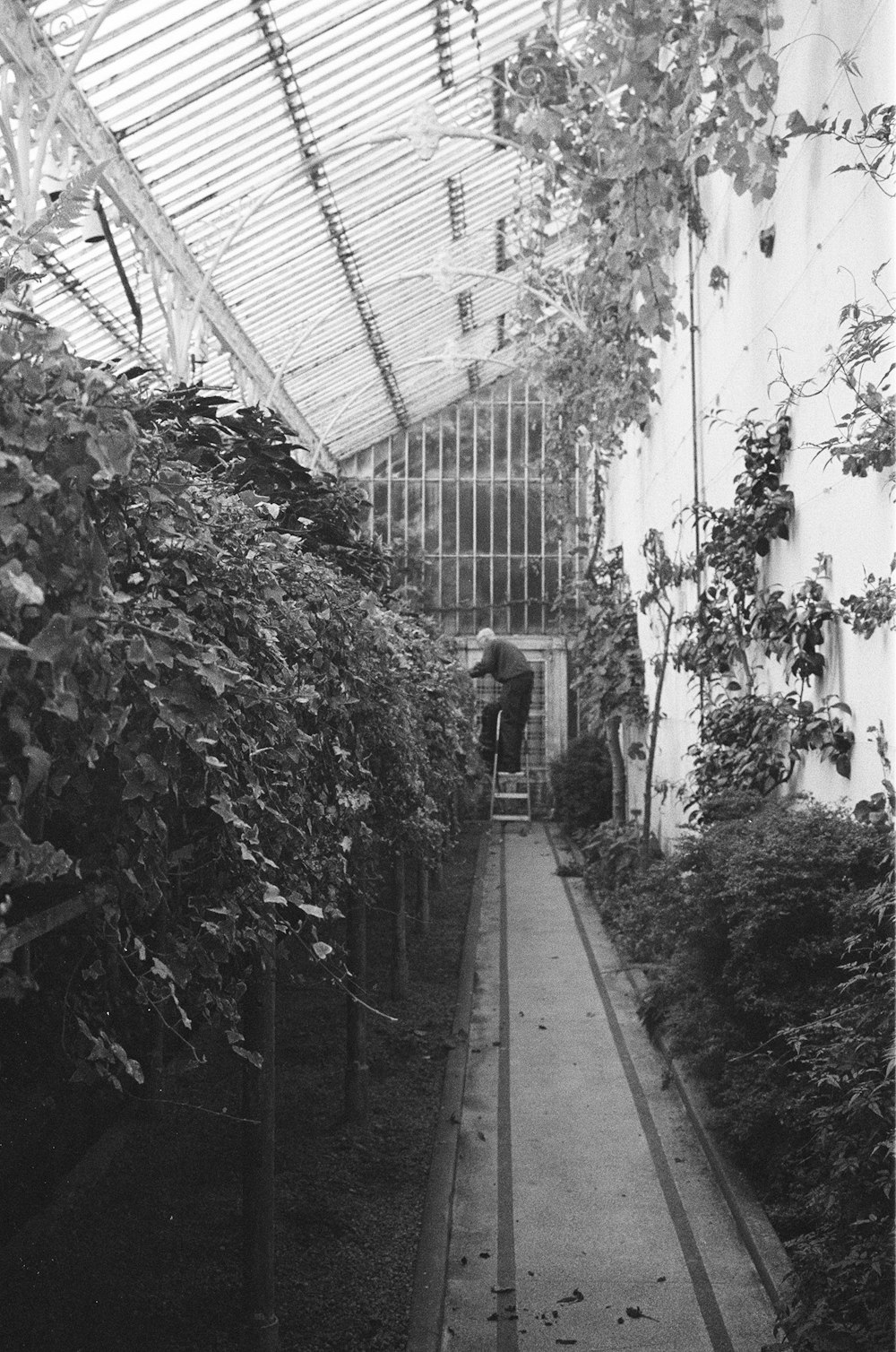 grayscale photo of person walking on pathway surrounded by plants
