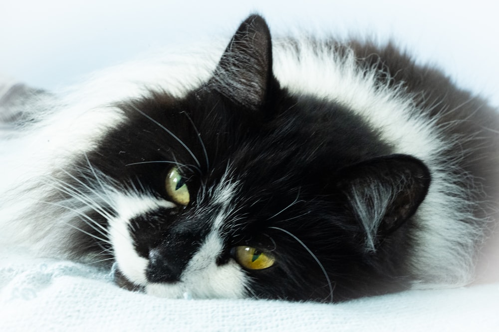 black and white cat lying on white textile