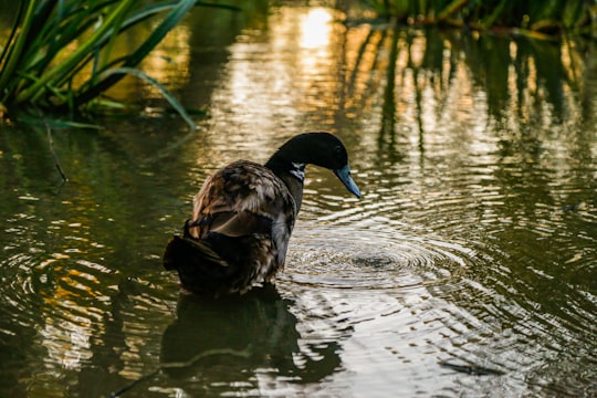 black duck on water during daytime in Geelong VIC Australia