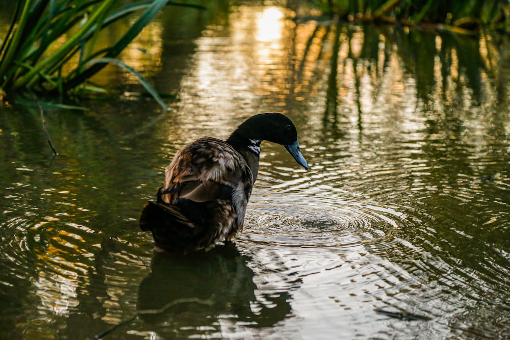 black duck on water during daytime