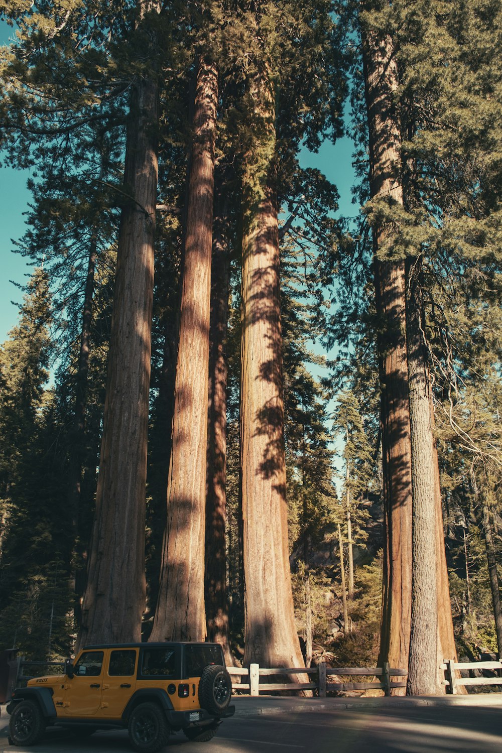 brown trees under blue sky during daytime