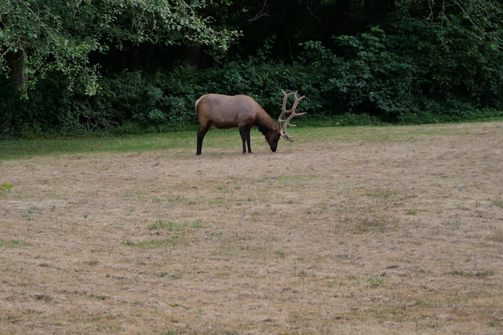 brown deer on green grass field during daytime