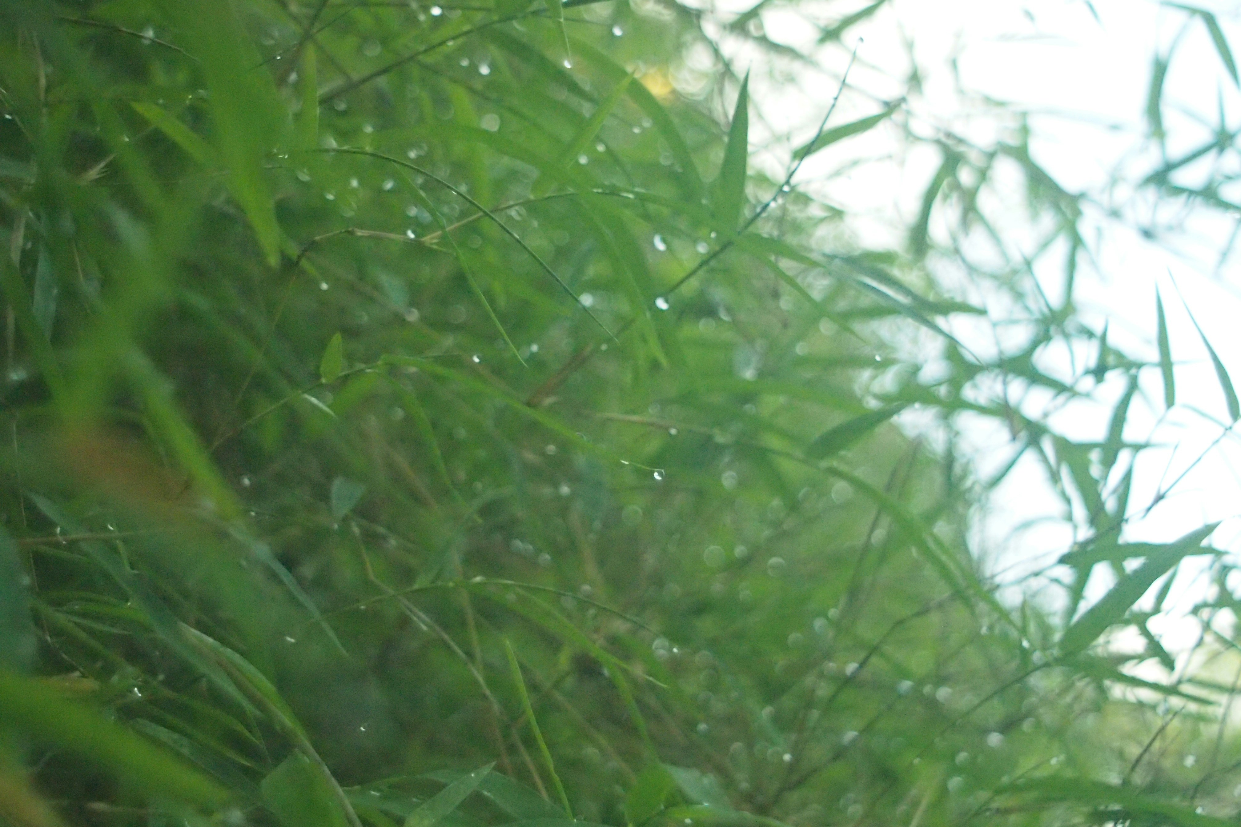 Photo by zaurgiyasov