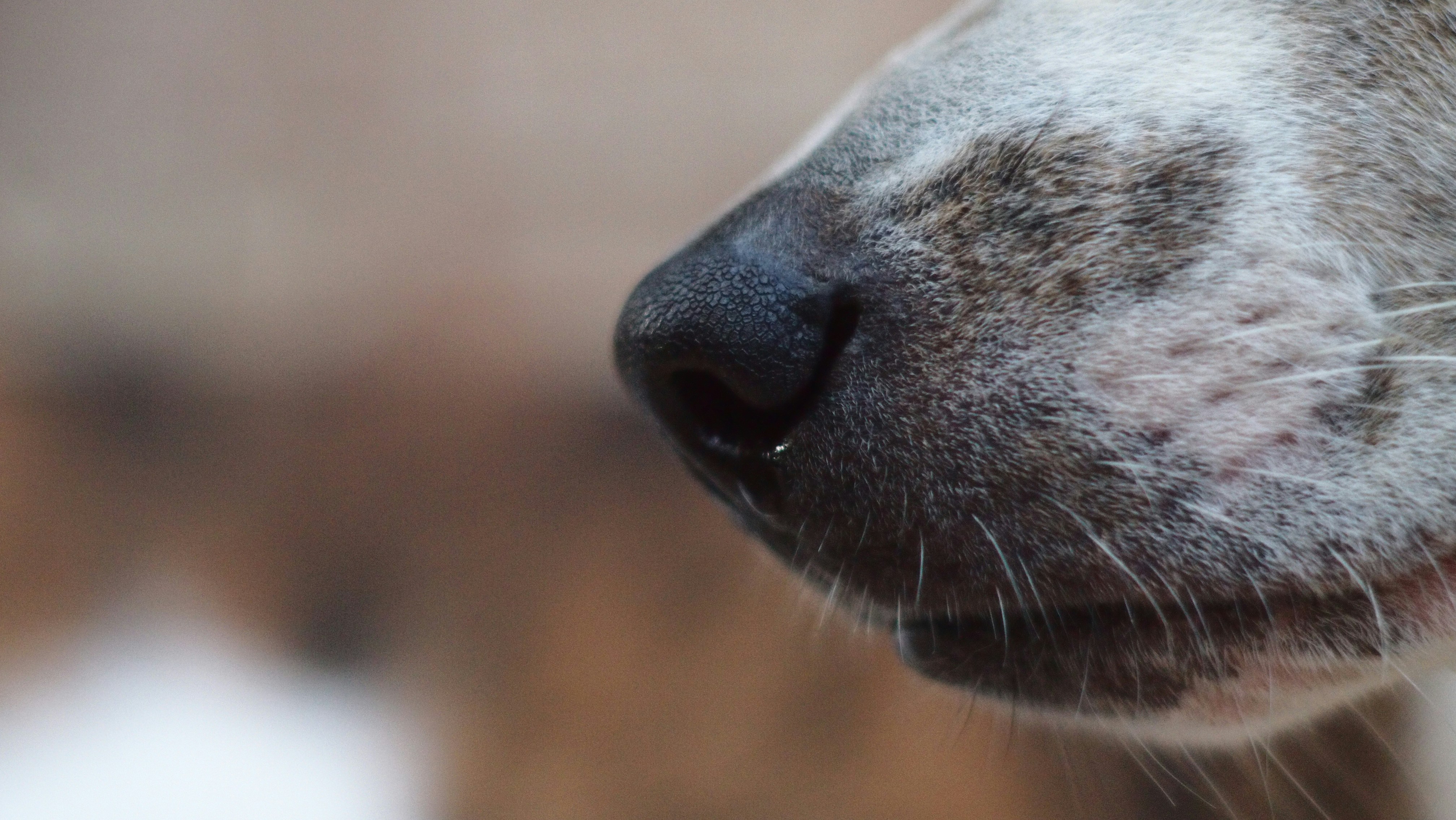 Photo by zaurgiyasov
