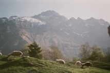 A serene mountain landscape with snow-capped peaks in the background and lush green hills in the foreground. Several sheep are grazing peacefully on the grass, and sparse trees are scattered across the scene.