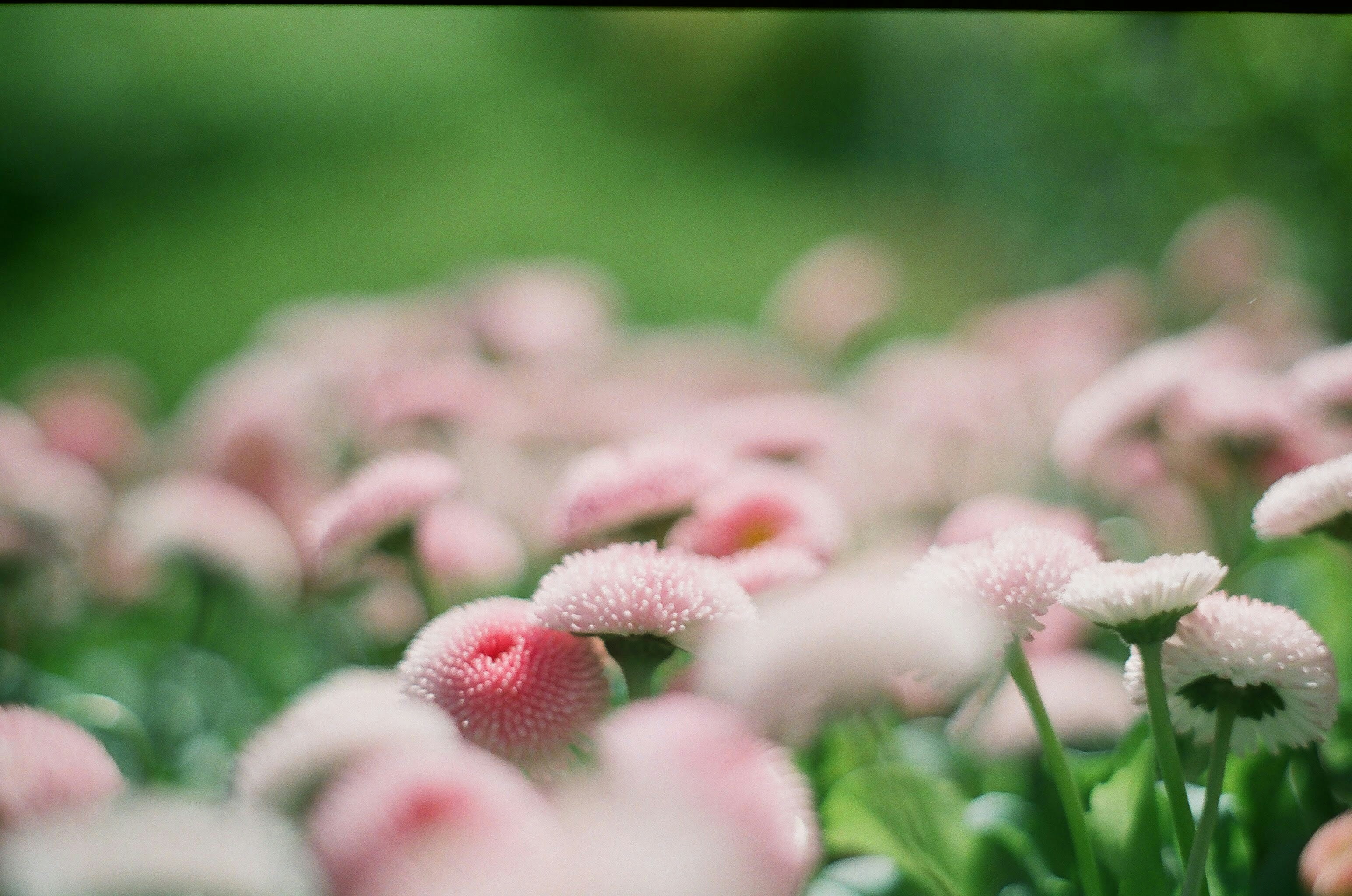 Photo by zaurgiyasov