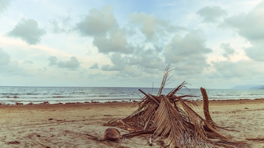 brown wood log on beach during daytime in Port Douglas QLD Australia