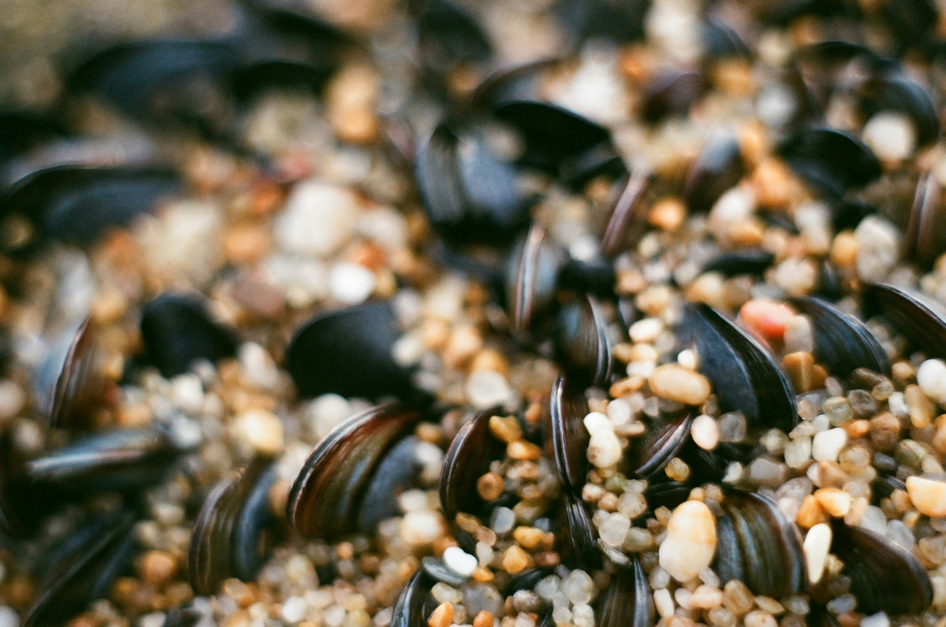 Photo by zaurgiyasov